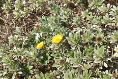 Asteriscus intermedius