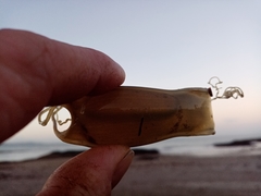 Scyliorhinus canicula