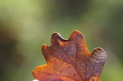 Macrodiplosis roboris