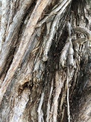Melaleuca cajuputi