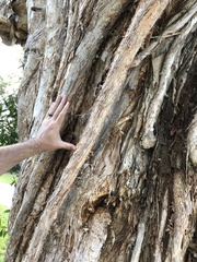 Melaleuca cajuputi
