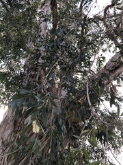 Melaleuca cajuputi