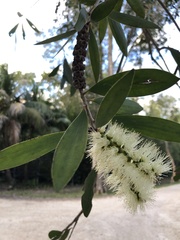 Melaleuca cajuputi