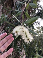 Melaleuca cajuputi