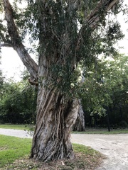 Melaleuca cajuputi