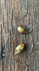 Phytholaema mutabilis