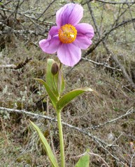 Meconopsis grandis