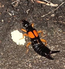 Carcinophora americana