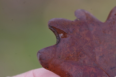 Macrodiplosis roboris