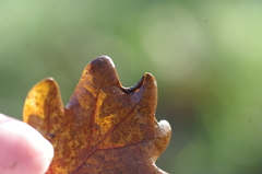 Macrodiplosis roboris