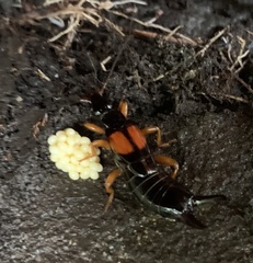 Carcinophora americana