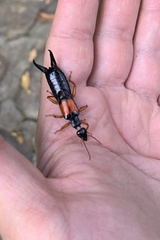 Carcinophora americana