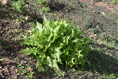 Sonchus pinnatifidus
