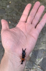 Carcinophora americana