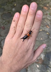 Carcinophora americana