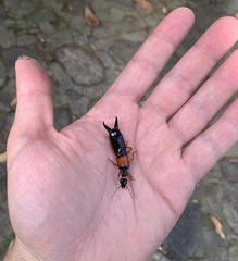 Carcinophora americana