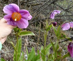 Meconopsis grandis