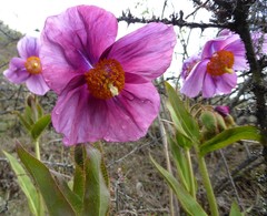 Meconopsis grandis