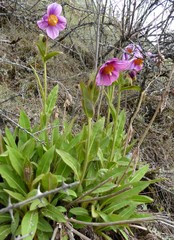 Meconopsis grandis