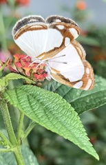 Dynamine agacles core