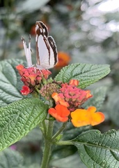 Dynamine agacles core