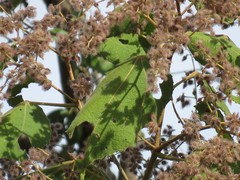 Heliocarpus appendiculatus