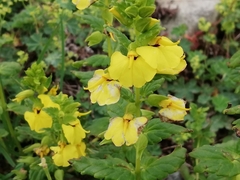 Rhynchocorys elephas