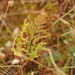 Cheilanthes austrotenuifolia - Photo (c) Reiner Richter, algunos derechos reservados (CC BY-NC-SA), uploaded by Reiner Richter