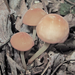 Marasmius cohaerens