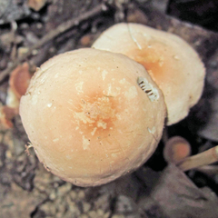 Marasmius cohaerens