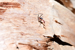 Leptomyrmex rufithorax