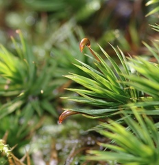Polytrichum longisetum