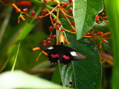 Parides neophilus