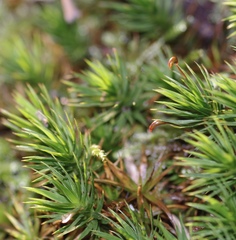Polytrichum longisetum