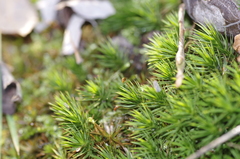 Polytrichum longisetum