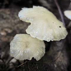 Marasmius delectans