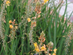 Bulbine frutescens