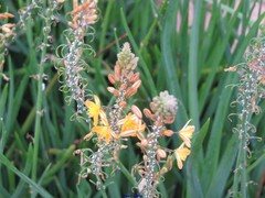 Bulbine frutescens