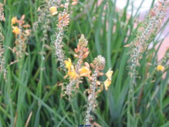 Bulbine frutescens
