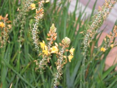 Bulbine frutescens