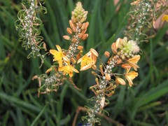Bulbine frutescens