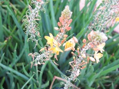 Bulbine frutescens