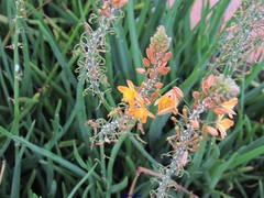 Bulbine frutescens
