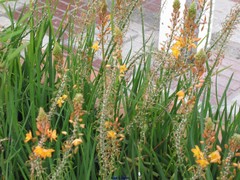Bulbine frutescens