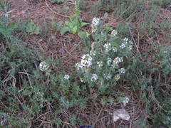 Thymus baeticus