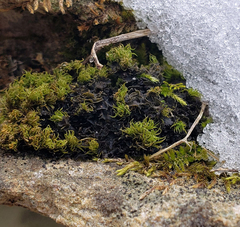 Scytinium dactylinum