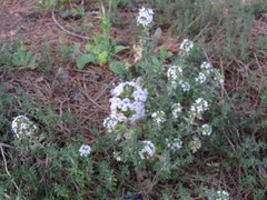 Thymus baeticus