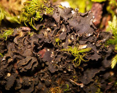 Scytinium dactylinum