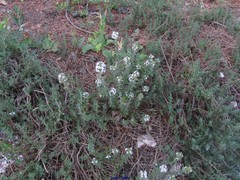 Thymus baeticus