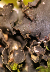 Scytinium dactylinum